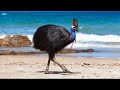 Cassowary - Amazing Animal