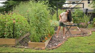 An hour of Garden Work (Tomatoes, craspedia & zinnias)