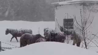 Houlton Horses