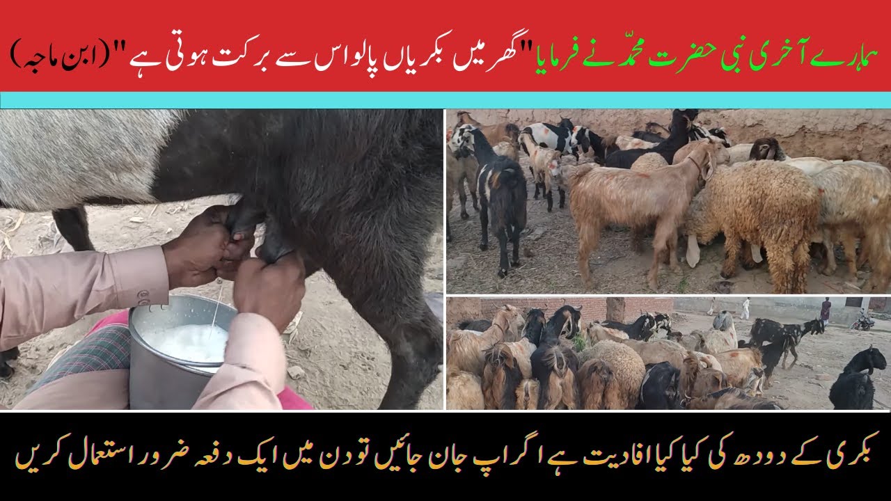 Benefits of Goat Milk Goat Milk Benefits For Skin In Urdu Bakari Ke