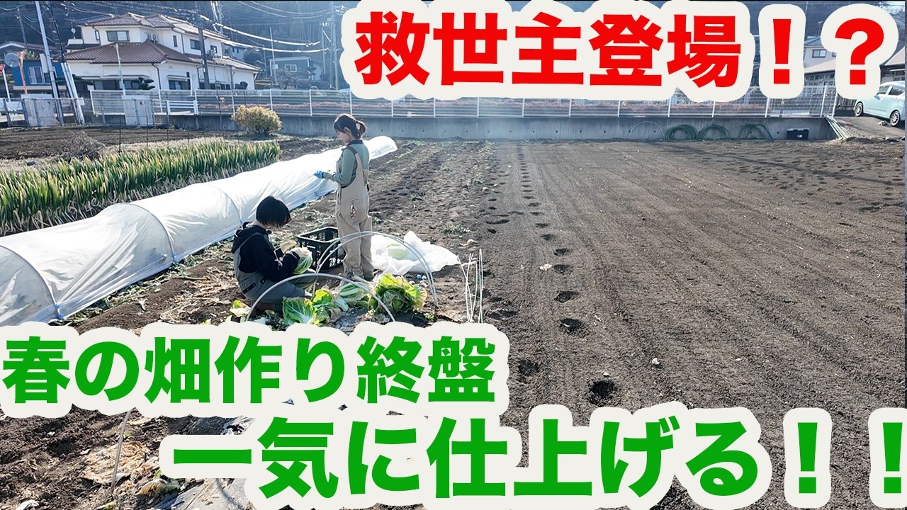【春夏野菜畑作り】遅れ気味の冬野菜を泣く泣く片付け○○大量投入で仕上げる！！