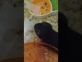 Тгк: Dohodyaga03 Буся набивает щёчки 🐹🤗 #домашниеживотные #hamster #щекастыйхомяк #сирийскийхомяк