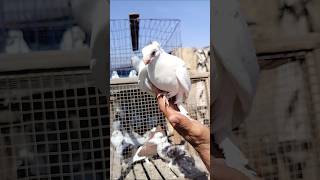 #pigeon