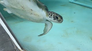 Ep 1 of Free Florida Fun: Loggerhead Park