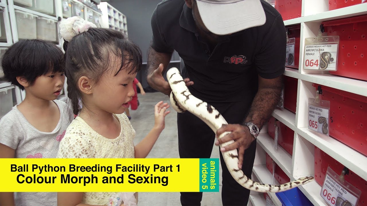 Ball Python Colour Morphs and Sexing / Breeding Facility Video 1