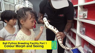 Ball Python Colour Morphs and Sexing / Breeding Facility Video 1 Profile