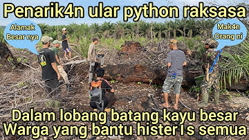 VIRAL PENAR1KAN KELUAR NYA ULAR PYTHON RAKSASA DARI LOBANG BATANG KAYU DI KEBUN WARGA SEMUA HEBOH