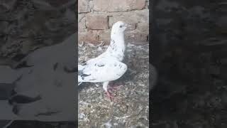 bhag gyi bhai #😰😰😰😰 #pigeon #king #kabootar #loft801