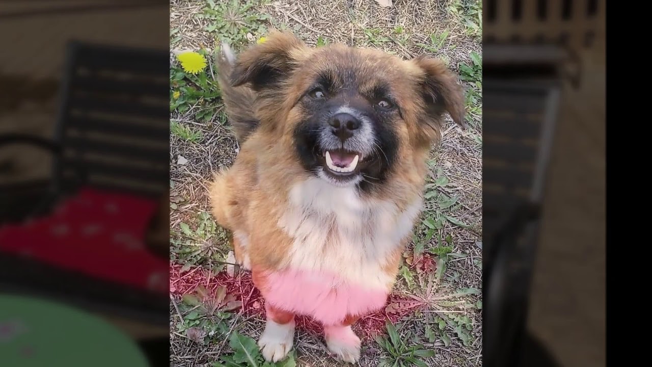 Aktuelles Heidi Azali Gerettete Tiere Suchen Ein Zuhause