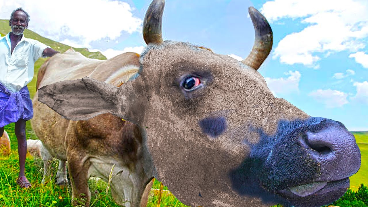 WILD BULL HEAD SOUP RECIPE | Village Famous Healthy Food | Grandpa Special Recipe