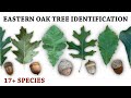 Oak Tree & Acorn Identification for Deer Hunters