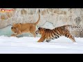 Настоящая экзотика - африканские львы на снегу играют с тиграми! Тайган. Tigers life in Taigan.