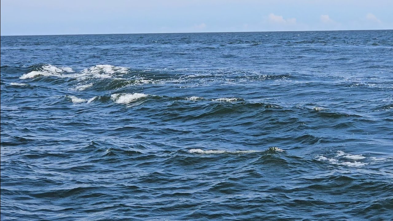 Shark in the Water By V V Brown - Ukulele Cover