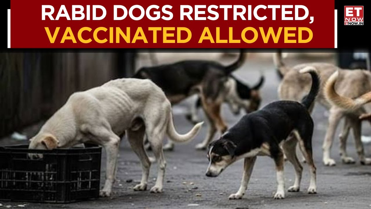 SC Revises Stray Dog Rules: Release Allowed Only For Sterilised, Immunised Dogs | Watch | ET Now