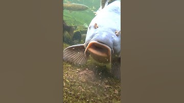 mồi câu con cá khổng lồ sông me kong #cacconvat #docla #fishing