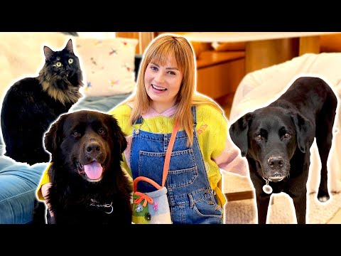 Video: 13 Neginčytini priežastys Kiekvienas turi turėti šunį savo gyvenime