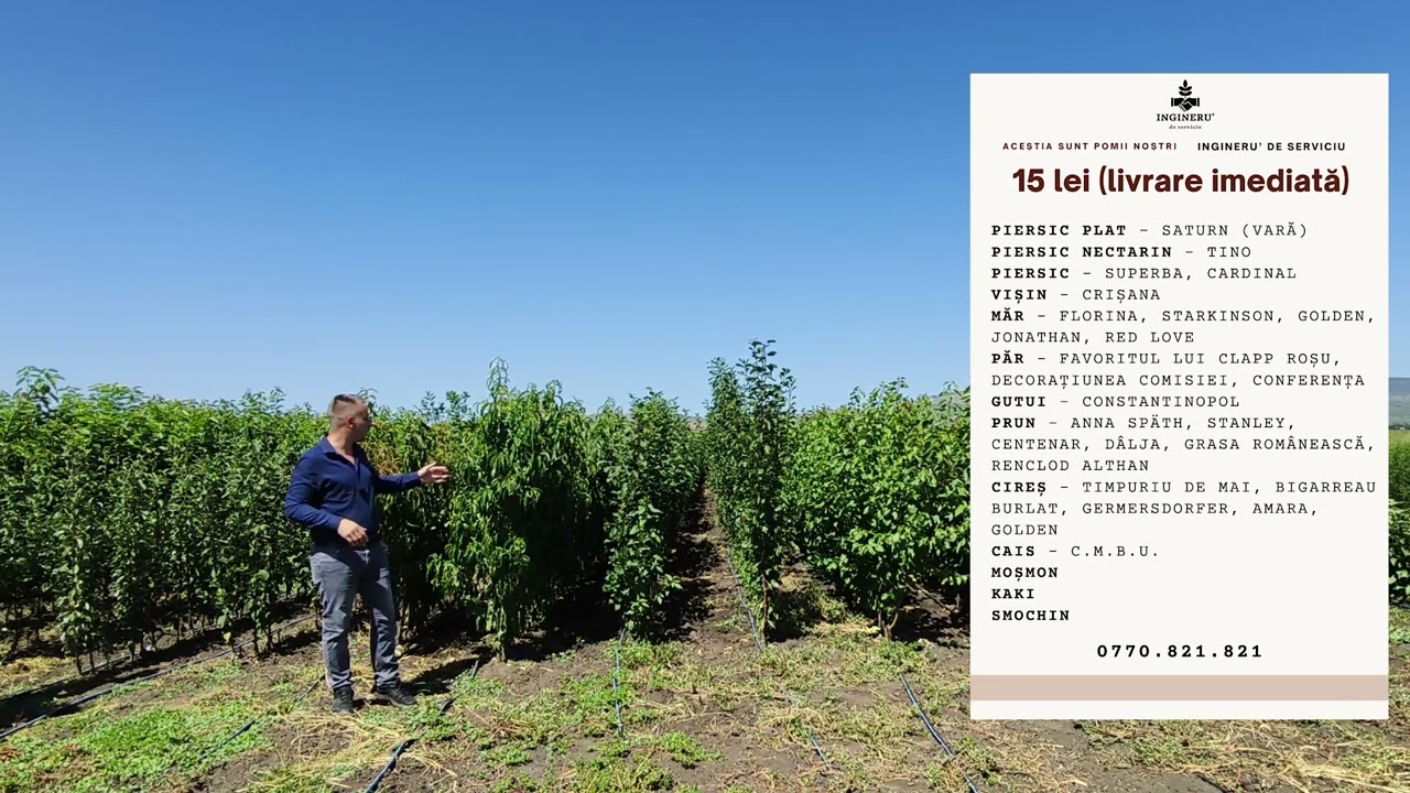 🌳 Pomi Fructiferi la Preț Mic – Doar 15 lei bucata, livrare imediată! 🍏🍑🍒