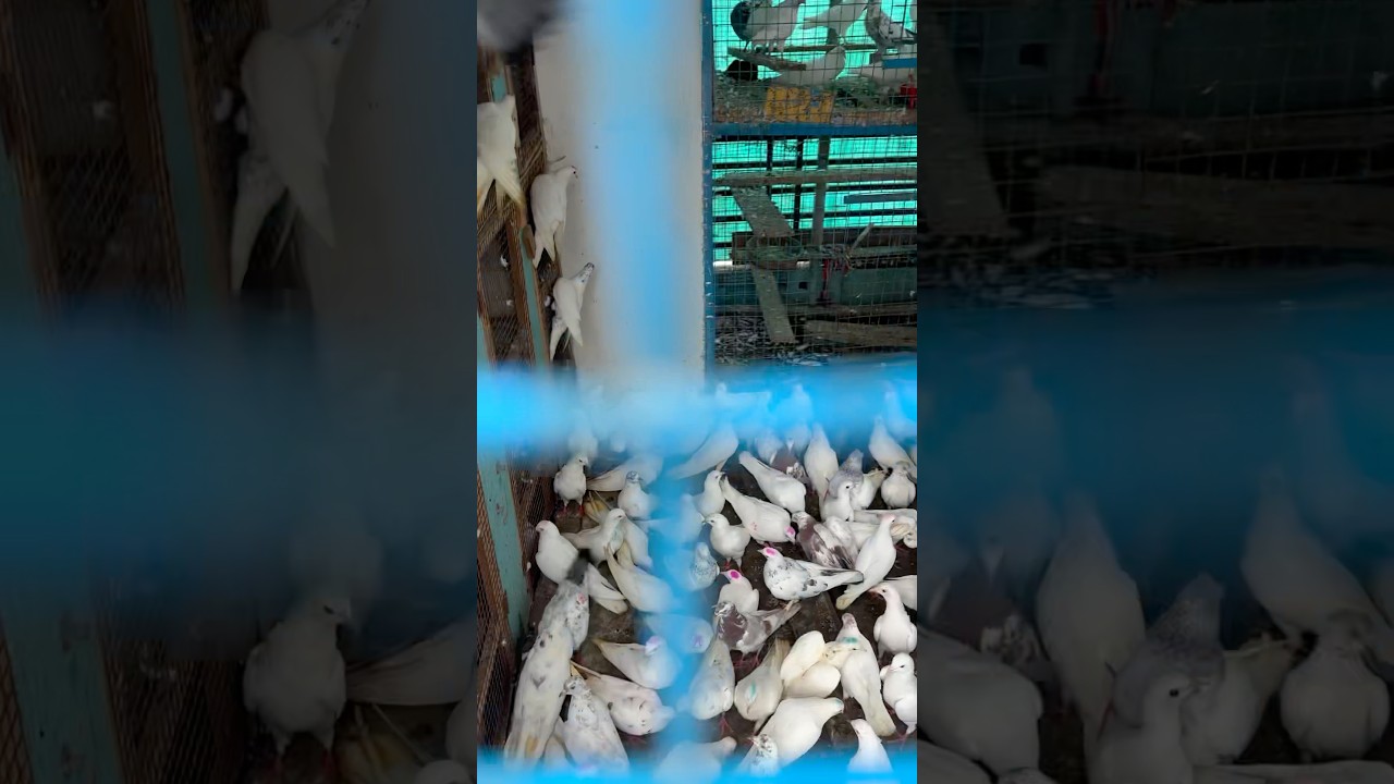 100% GRANTED 150 BIG USTAD WALE KABUTAR GRANTEE LIKH📝KAR LEJAO M.9975143897 PANJABI MADRASI WINNER