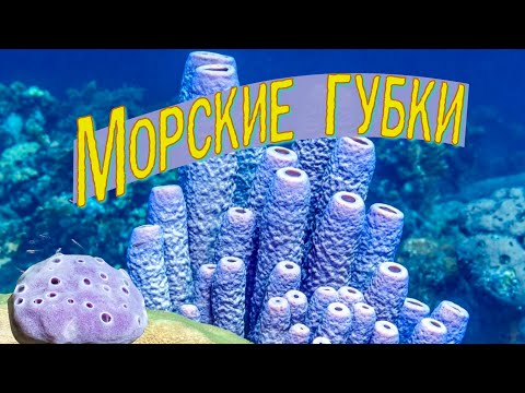 Морские губки | Познавательное видео | Удивительный мир беспозвоночных