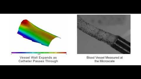 DIC - Biological Application