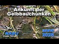 Ankunft Der Gelbbauchunken 2025