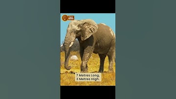 Elephant never forgets! 😲 #shorts #facts #AfricanElephant #FactReveil #viralvideo