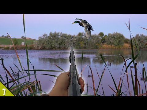 Duck Hunting In Michigan 2024-25: Epic Season Ahead?