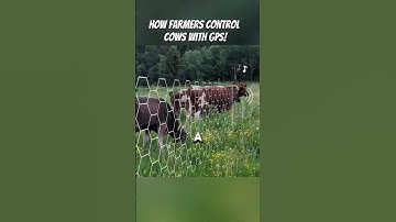 How Farmers Control Cows with GPS