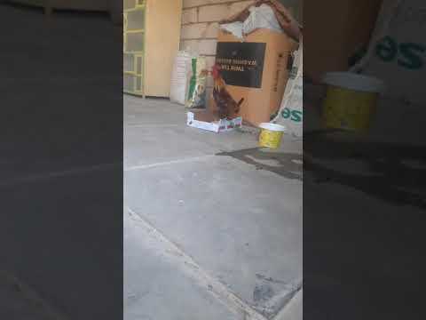 الدجاج الناصرية