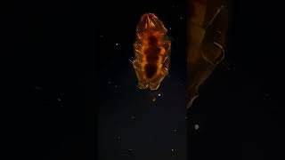 Dünyanın En Dayanıklı Canlısı Tardigrad.