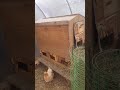 содержание куриц в теплице зимой в настоящей Сибири