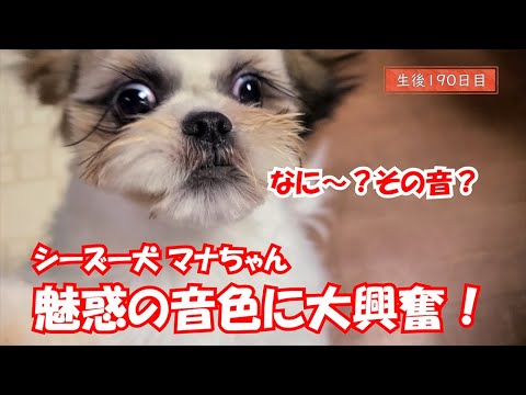 魅惑の音色に大興奮！　シーズー犬 マナちゃん 生後190日目#32.