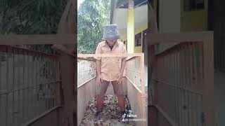 VIRAL!!! BOCAH UMUR 13 TAHUN..