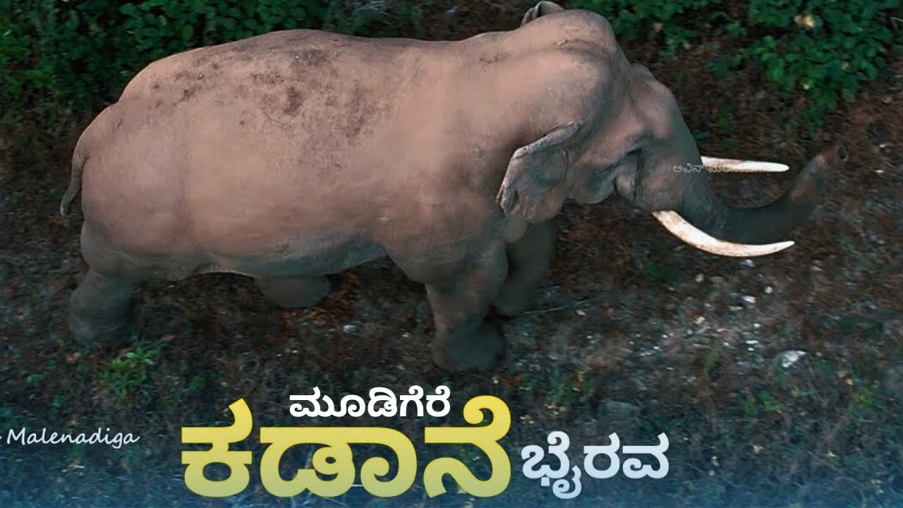 ಮೂಡಿಗೆರೆ ಭೈರ  Devaramane Mudigere Chikmagalur - Spotted Elephant in the Wild