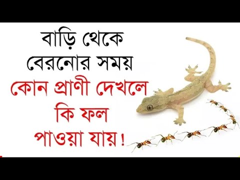 ভিডিও: সংবেদনশীল সমর্থন পোষা প্রাণী: ভ্রান্তি থেকে ফ্যাক্ট পৃথকীকরণ