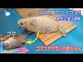 【アザラシ】本日撮影したて映像!48時間で赤ちゃんはこうなります!! (伊勢シーパラダイス)
