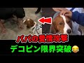 大谷翔平パパの愛情攻撃止まらない！？デコピンおでこポン大暴走🐾まとめ