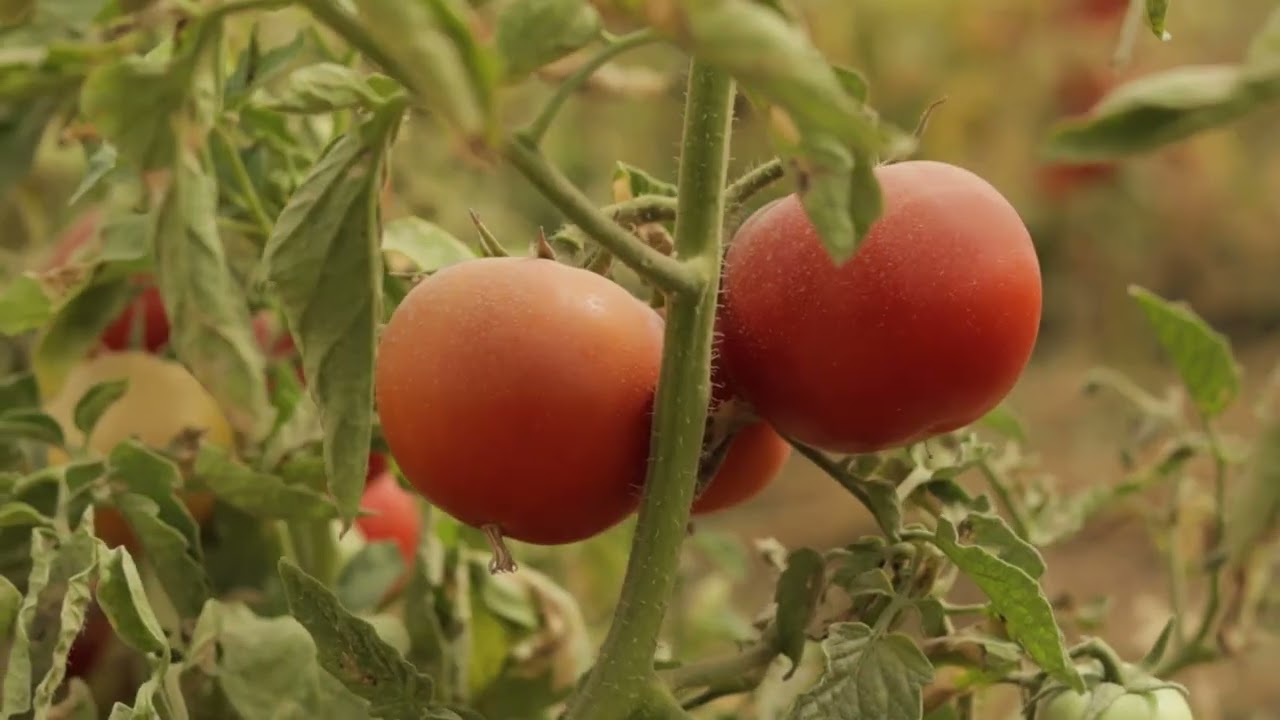 Seeds for Change: Farmers' Tomato Field Days