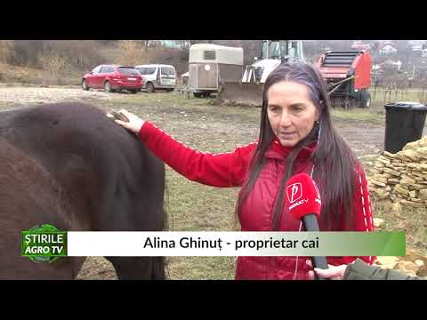 Video: Cum Să Montezi Un Cal