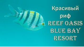риф Reef Oasis Blue Bay Resort Риф Оазис Блю Бэй Резорт 2020 Шарм эль Шейхе Египет