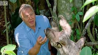 David Attenborough "This Extraordinary Creature is Half Blind Half Deaf" Meme Template