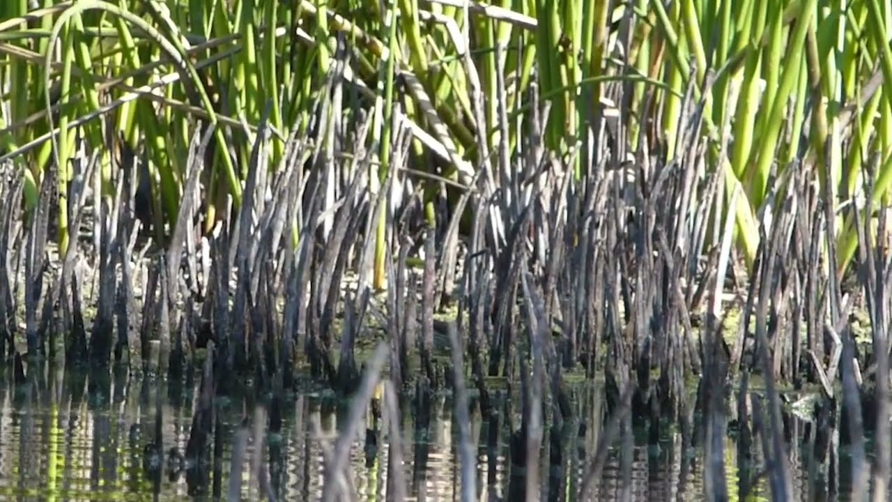Northern Waterthrush at Lake Los Carneros - October 9, 2026