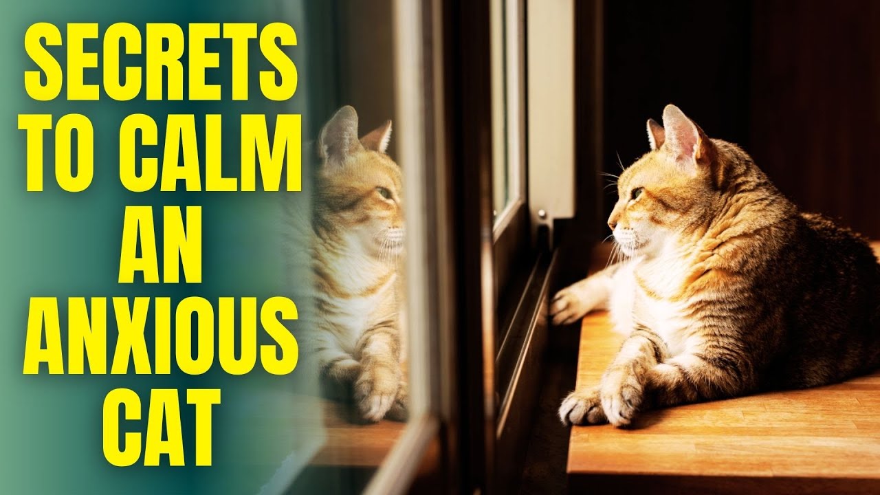 🐱 Cat Separation Anxiety SOLVED! Proven Tips That Work Fast🐾 - YouTube