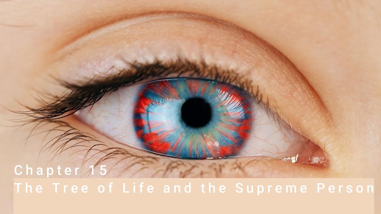 Bhagavad Gita Chapter 15 The Tree of Life and the Supreme Person