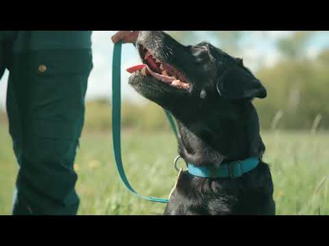 Video: 5 Helt fantastiske måder, du kan hjælpe hunde eller frivillige med din egen