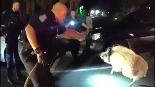 Sarasota Police Arrest An Angry Hog In Downtown At 1AM 
