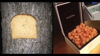 r/BreadStapledToTrees and r/BeansInThings - Reddit Mini-Episode
