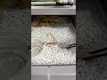 Welcome to Forepythoncn! #snakes #snake #reptiles #40gallon #animals #reptilerack #pets #cobra