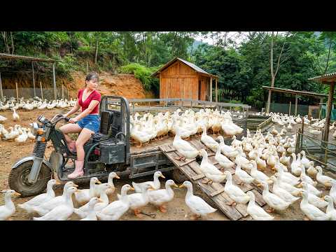 Harvesting Many Ducks After 6 Months of Raising, Truck Full of Ducks To Sell At The Village Market
