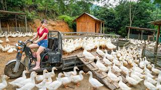 Download lagu 6 Months of Raising Ducks—Eagerly Loading a Truck Full of Ducks To Sell At The Village Market